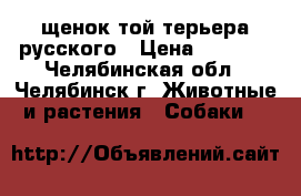 щенок той-терьера русского › Цена ­ 2 000 - Челябинская обл., Челябинск г. Животные и растения » Собаки   
